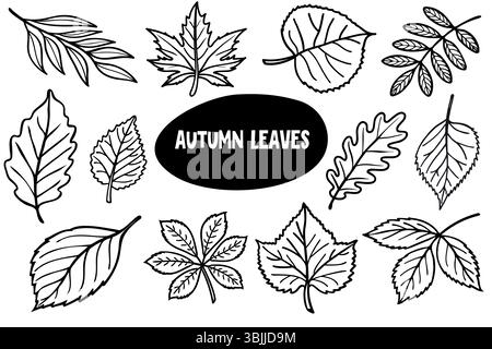 Eine Sammlung verschiedener Herbstblätter in verschiedenen Formen und Größen. Die Blätter sind schwarz auf weißem Hintergrund umrandet und zeigen ihre Stock Vektor