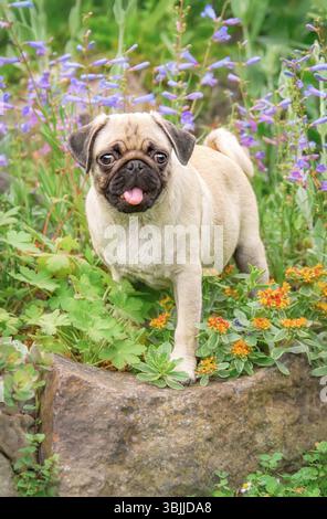 Ein charmanter Welpe mit großen Augen, die kleine schwarz maskierte Kachelhündin posiert auf einem Felsen und bewundert bunte Blumen in einem Garten Stockfoto