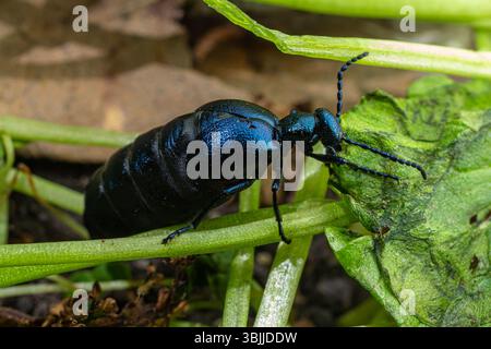 Eine Meloe proscarabaeus, die allgemein als Veilchenölkäfer bekannt ist, navigiert durch üppig grüne Blätter, während sie sich an einem Frühlingstag im warmen Sonnenlicht sonnt. Stockfoto