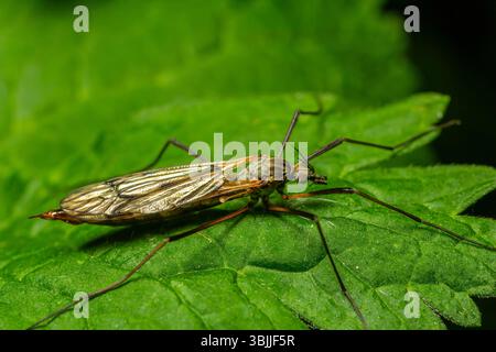 Eine gewöhnliche Kranfliege Tipula oleracea thront auf einem leuchtend grünen Blatt, das ihren langen Körper und ihre zarten Flügel in einer sonnigen Umgebung im Freien zeigt. Stockfoto