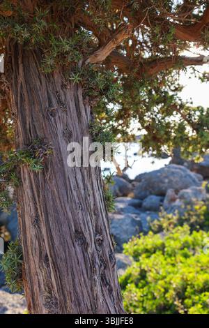 Nahaufnahme alter, verdrehter wacholderstämme bei Kedrodasos bei Elafonissi auf Kreta. Verwitterte und skulpturale Bäume erzählen eine Geschichte von Widerstandsfähigkeit und Zeit. Stockfoto