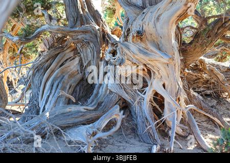 Nahaufnahme alter, verdrehter wacholderstämme bei Kedrodasos bei Elafonissi auf Kreta. Verwitterte und skulpturale Bäume erzählen eine Geschichte von Widerstandsfähigkeit und Zeit. Stockfoto