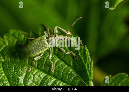 Grünes Unkäfer-Insekt, das bei Tageslicht in einer üppigen Gartenumgebung auf einem Blatt ruht und komplizierte Details seines Körpers und seiner Textur zeigt. Stockfoto
