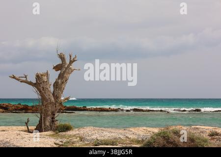 Verwitterter, verdrehter Baumstamm an der Küste von Elafonissi, Kreta, unter einem stimmungsvollen lila Himmel und sanften Wellen. Eine raue, atmosphärische Meereslandschaft, in der Natur Stockfoto