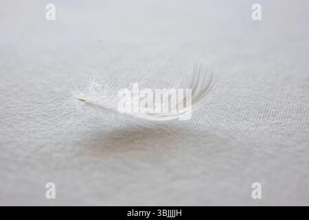 Eine einzige Gänsefeder auf einem Bettlaken. Nahaufnahme Makroaufnahme, geringe Schärfentiefe, keine Personen Stockfoto