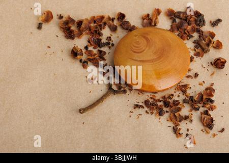 Krümel und Gewürze mit Holzmaterialien auf Papierhintergrund, Draufsicht, Stillleben Stockfoto
