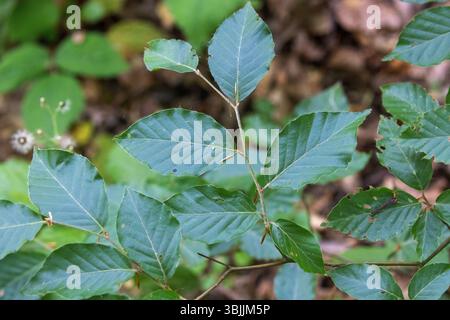 Blätter der Buche (Fagus sylvatica) Stockfoto