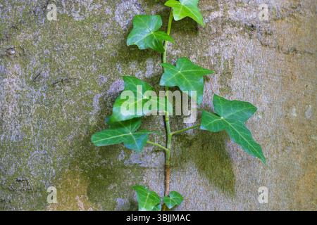 Efeu (Hedera helix) wächst auf einer Buche (Fagus sylvatica) Stockfoto