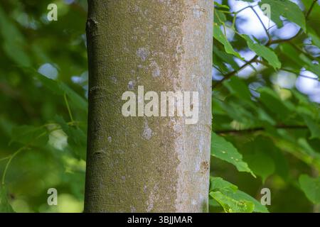 Buche Baumstamm Detail in einem üppigen Wald Stockfoto