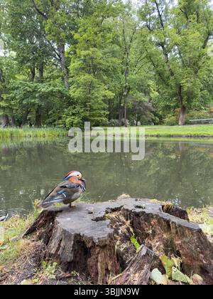 Mandarinente auf einem alten Baumstumpf am See. Vogelbeobachtung Stockfoto
