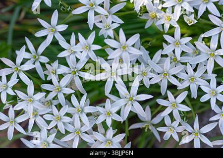Ein dichter Sternhaufen von Bethlehem-Blüten mit weißen Blüten und gelben Mittelpunkten blüht in einem Frühlingsgarten und bildet einen markanten Teppich von d Stockfoto