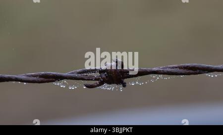Wassertröpfchen, die an Spinnennetz an einem Stacheldrahtzaun befestigt sind. Stockfoto