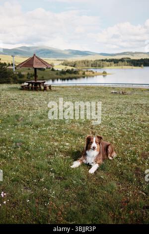 Brauner australischer Schäferhund liegt auf einer grünen Frühlingswiese über dem Ribnicko-See in Zlatibor, Serbien. Ein hölzerner Pavillon zum Entspannen hinter sich. Reisen mit Stockfoto
