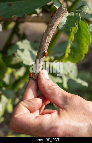 Nahaufnahme einer Frauenhand, die einen Stock mit drei Marienkäfern hält. Insekten im Frühjahr. Raubtiere. Stockfoto