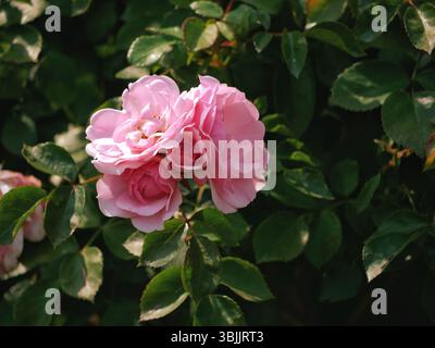 Ein Haufen rosa Rosen. Rosenblütenzweig. Blumenstrauß für Hybrid-Garten. Stockfoto