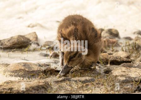 Stockenten-Entlein, die entlang des Ufers auf Nahrungssuche sind Stockfoto
