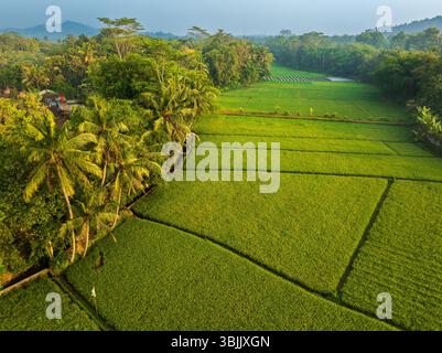 Blick auf ein wunderschönes Reisfeld während des Sonnenaufgangs, Java, Indonesien Stockfoto