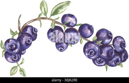 Aquarellillustration von Heidelbeerzweig, handgemalte botanische Beeren Clipart, Flora Clip Art Stockfoto