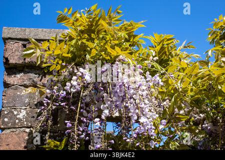 Wisteria im Garten im Finlaystone Country Park Estate. Schottland. UK. Stockfoto