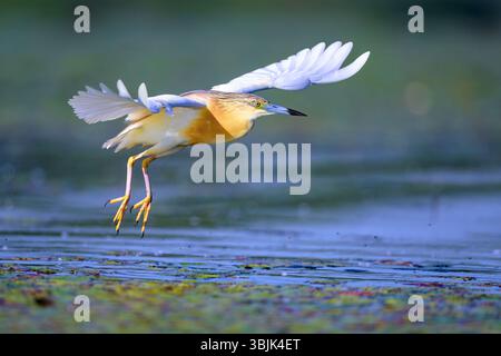Räucherreiher (Ardeola ralloides) aus Tiszaalpár, Ungarn. Stockfoto