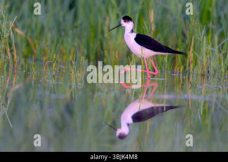 Schwarzflügelstelze (Himantopus himantopus) aus Tiszaalpár, Ungarn. Stockfoto