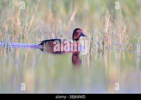 Ferruginöse Ente (Aythya nyroca, männlich) aus Tiszaalpár, Ungarn. Stockfoto