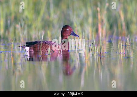 Ferruginöse Ente (Aythya nyroca, männlich) aus Tiszaalpár, Ungarn. Stockfoto