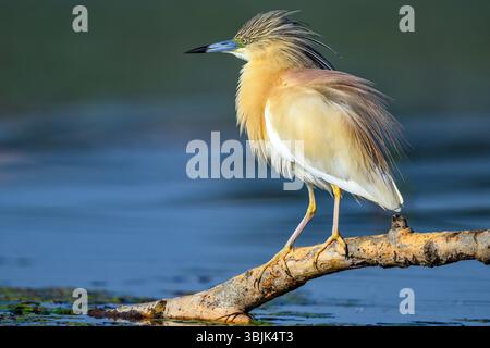 Räucherreiher (Ardeola ralloides) aus Tiszaalpár, Ungarn. Stockfoto