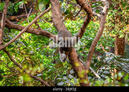 Kleiner Affe isoliert auf einem Ast Stockfoto