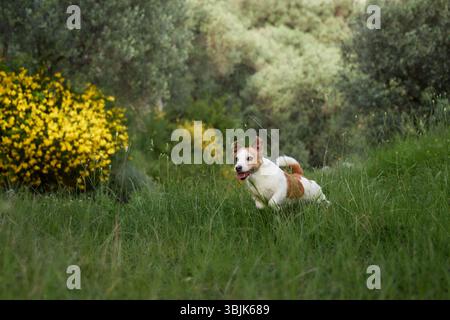 Ein Jack Russell Terrier läuft vorwärts durch bewachsenes Gras mit gelben Blüten im Hintergrund. Die Szene fängt ihre Wachheit und Neugier ein. Stockfoto