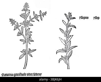 Die Darstellung von Gart aus dem Jahr 1485 zeigt zwei Kräuter: Satureja hortensis (Sommerkraut) und Hyssopus officinalis (Ysop). Diese frühe Illustration ist ein Beispiel für botanische Kunstwerke der Renaissance und unterstreicht das wachsende Interesse an der Pflanzendokumentation für medizinische Zwecke. Stockfoto