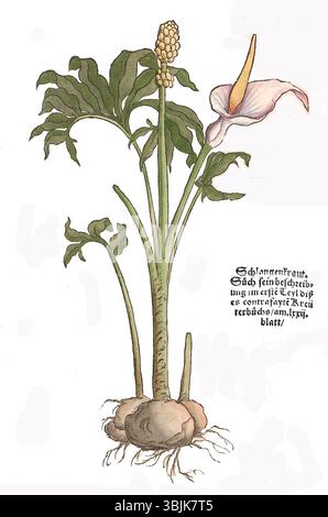 Die Illustration von Dracunculus vulgaris aus dem Jahr 1537, auch bekannt als Schlangenwurzel, zeigt seine charakteristischen Blätter und Blüten, ein wichtiges botanisches Thema aus dem 16. Jahrhundert. Stockfoto
