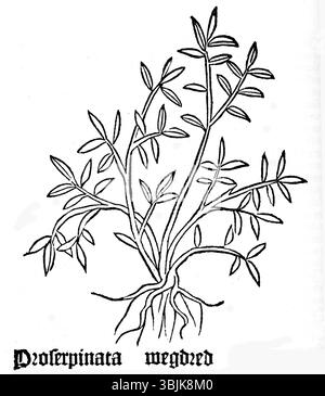 „GART Wegdred“ von 1485 zeigt die Pflanze Polygonum aviculare, bekannt als Knotengras, in einer botanischen Darstellung aus dem 15. Jahrhundert. Stockfoto