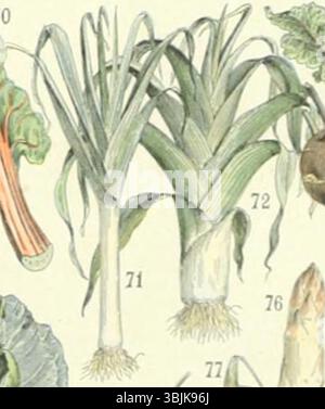 Adolphe Millots botanische Studien zeigen verschiedene Arten von Lauch, wie den langen Lauch und den Riesenlauch. Diese Abbildungen bieten detaillierte Ansichten ihrer Struktur und sind Teil von Millots umfassenderer Studie über Gartengemüse aus dem 19. Jahrhundert. Stockfoto