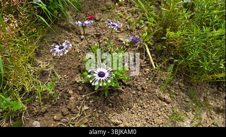 Afrikanisches Gänseblümchen Osteospermum „Whirligig“ zeigt eine Gruppe von Lavendelweißen Blüten mit einzigartigen löffelförmigen Blütenblättern und dunklen Zentren, die lose wachsen Stockfoto
