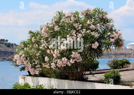 Oleander Nerium Oleander, auch Rosebay und Südseerose genannt, bildet einen großen Sträucher mit blassrosa Blüten und langen grünen Blättern, Growin Stockfoto