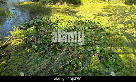 Eine Gruppe von Wasserlilien Nymphaea mit breiten grünen Blättern schwimmt zwischen Entengras und Wasserpflanzen in einem sonnendurchfluteten Teich, umgeben von Ästen und üppigen wir Stockfoto