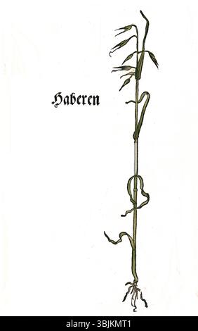 Eine Illustration der *Avena sativa* (Hafer) aus dem Jahr 1537 *Brunfels*, ein botanisches Werk, das die Verwendung pflanzlicher Heilmittel und ihre detaillierten Darstellungen beleuchtet. Stockfoto