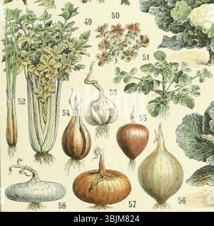 Adolphe Millots botanische Illustrationen aus dem 19. Jahrhundert zeigen verschiedene Gemüsesorten, darunter Zwiebeln, Knoblauch und Kräuter wie Sellerie, Purslane und Schnittlauch. Die detaillierten Studien dieser Pflanzen zeigen ihre Formen und Sorten und geben Einblicke in die Gartenpflanzen und ihre Verwendung während dieser Zeit. Stockfoto