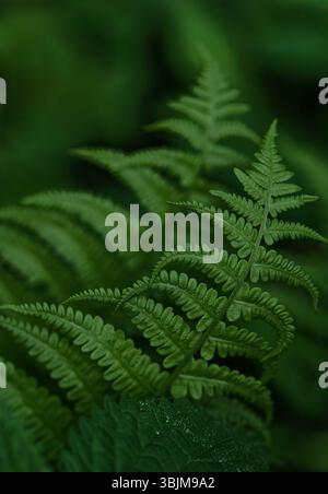 Nahaufnahme üppiger grüner Farne in einem Nadelwald in Finnland, mit sanftem Bokeh-Hintergrund-Sommerlicht im nordischen Wald Stockfoto