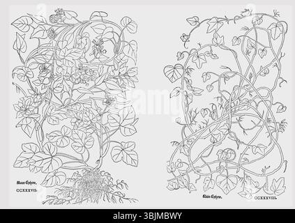 Botanische Darstellung der Hedera Helix (gemeiner Efeu) aus einem 1543 von Leonhart Fuchs stammenden Kräuter. Stockfoto