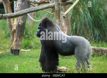 Seitenprofil eines sehr großen, silberfarbenen Western Lowland Gorillas, der mit Bäumen und einem Seil im Hintergrund steht. Stockfoto