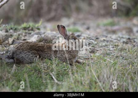 Nahaufnahme eines Berghasen (Lepus timidus), der auf kurzem Gras auf Küstenfelsen liegt, links vom Bild, rechtes Profil mit den Ohren nach oben, entspannt aussieht Stockfoto