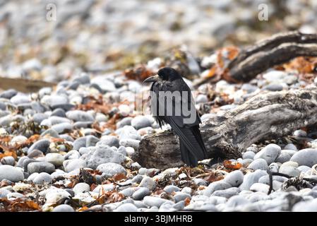 Nahaufnahme des linken Profils einer Kapuzenkrähe (Corvus cornix), die sich im Juni an einem Kieselstrand auf der Isle of man, Großbritannien, im Wind gekuschelt hat Stockfoto