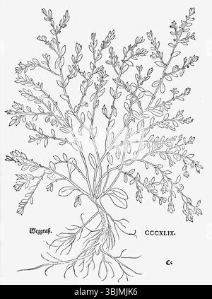 „Weggraß“ aus dem Jahr 1543, illustriert von Leonhart Fuchs, zeigt Polygonum aviculare, allgemein bekannt als Knotgrass, als Teil der botanischen Forschung von Fuchs. Stockfoto