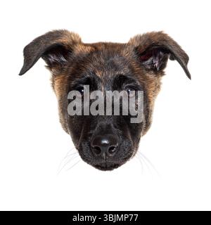 Kopfaufnahme eines niederländischen Schäferhund-Welpen, der auf weißem Hintergrund nach vorne blickt Stockfoto