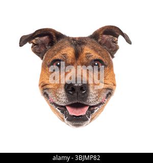Glücklicher staffordshire Bullterrier, der auf weißem Hintergrund keucht und lächelt Stockfoto