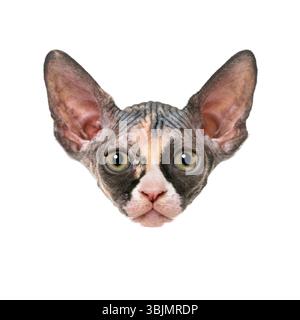 Die bezaubernde sphynx-Katze blickt über einen weißen Hintergrund und zeigt ihr einzigartiges Aussehen und ihren faszinierenden Blick Stockfoto
