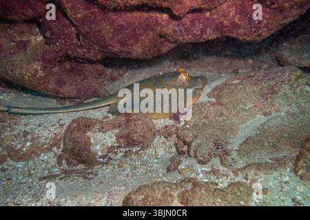 Blue Spoted Ray am Ningaloo Coral Reef, Western Australia, Australien Stockfoto