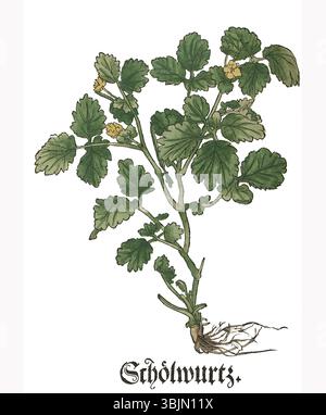 Eine botanische Illustration von Brunfels aus dem Jahr 1532, die Chelidonium majus, allgemein bekannt als großer Himmelskelandin, zeigt. Diese Pflanze, die in der traditionellen Medizin verwendet wird, wird mit ihren charakteristischen gelben Blüten und Blättern detailliert dargestellt. Stockfoto